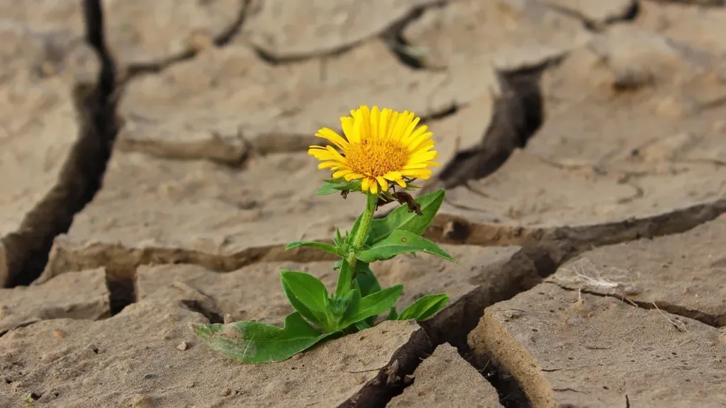 flower-life-yellow-flower-crack-desert-drought-survival-loneliness-dry-flower-wallpaper-nature-dirt-bloom-blossom-flower-petals